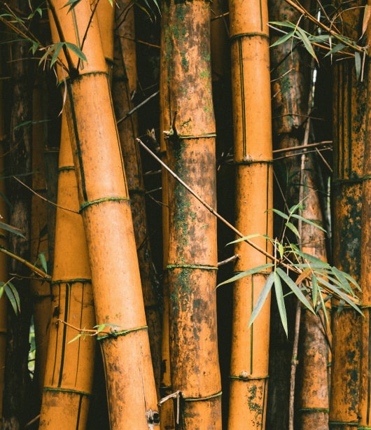 bamboo